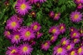 The bush of pink chryasnthemum Royalty Free Stock Photo