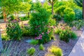 A bush of pink cone flowers, echinacea. Royalty Free Stock Photo