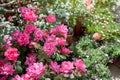 A bush of `Pink Double Knock Out` roses Royalty Free Stock Photo