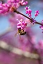 A bush with a pink flower, a bee collects pollen against Royalty Free Stock Photo