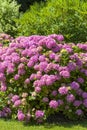 Bush of pink flower Blaumeise Hydrangea blooming in the garden. Royalty Free Stock Photo