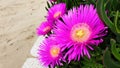 A bush pink flower of Carpobrotus edulis