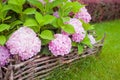 Bush of pink flower hydrangea blooming in the garden Royalty Free Stock Photo
