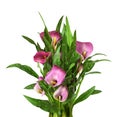 Bush with pink flowers and green leaves of Zantedeschia calla isolated