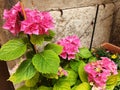 A bush of pink flowers of hydrangea macrophyll or hydrangea ardorescens Royalty Free Stock Photo