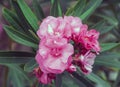 Bush with pink flowers oleander grows in the park Royalty Free Stock Photo