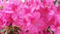Bush of pink flowers Rhododendron