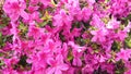 Bush of pink flowers Rhododendron