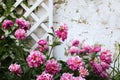 pink peonies grows near a white wooden lattice Royalty Free Stock Photo