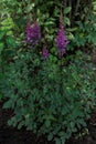 Bush with pink purple fluffy astilba flowers. Perennial plant with thin brown twigs with green leaves