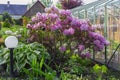 Bush of a pink Rhododendron