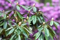 Bush of pink rhododendron with young unopened flower buds close-up Royalty Free Stock Photo