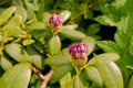 Bush of pink rhododendron with young unopened flower buds close-up in early spring. Pink rhododendron flower buds Royalty Free Stock Photo
