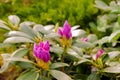 Bush of pink rhododendron with young unopened flower buds close-up in early spring. Pink rhododendron flower buds Royalty Free Stock Photo