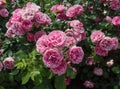 Bush pink rose close-up