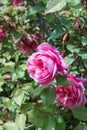 Bush pink rose in flower bed in garden Royalty Free Stock Photo