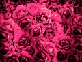 Bush of pink rose flowers background high contrasted with vignet