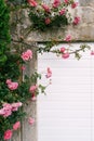 A bush of pink roses against a stone wall with an entrance with white doors close-up. Royalty Free Stock Photo