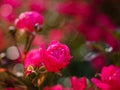 Bush of pink roses, beautiful floral background. Delicate pink roses in a full bloom in the garden, close up photo. Pink Royalty Free Stock Photo