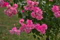 Bush of pink roses blooming flowers in park in garden in summer as natural botanical wallpaper background Royalty Free Stock Photo