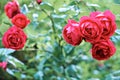 A bush of pink roses on a bright summer day. Selective focus. Close-up. Royalty Free Stock Photo