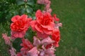 Bush of pink roses close up blooming flowers in park in garden in summer as natural botanical wallpaper background Royalty Free Stock Photo