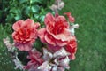 Bush of pink roses close up blooming flowers in park in garden in summer as natural botanical wallpaper background Royalty Free Stock Photo