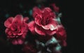 Bouquet Of Roses, Pink And Blue Flowers Close Up As Dark Noisy Vintage Botanical Floral Wallpaper Backdrop Background