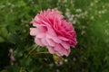 Bush of pink roses. Pink flowers in garden Royalty Free Stock Photo