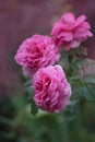 Bush of pink roses. Pink flowers in garden Royalty Free Stock Photo