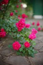 Bush of pink roses flowers in the garden with stone tiled floor Royalty Free Stock Photo