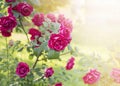 bush pink Roses in the garden in the sun Royalty Free Stock Photo