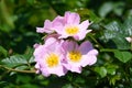 Bush with pink roses and green leaves in a garden in a sunny summer day Royalty Free Stock Photo