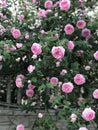 A bush of pink roses hang over a fence in a rustic village