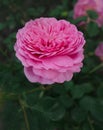 Bush of pink roses. Pink flowers in garden Royalty Free Stock Photo