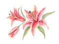 Bush Pink Stargazer Lilies on a white background