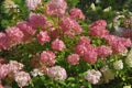 Bush of pink and white abundantly blooming hydrangea in garden Royalty Free Stock Photo