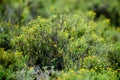 Bush, plant and closeup of nature in forest or garden, indigenous flora with growth and green natural background