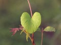 Bush plant with heart shaped leaves Royalty Free Stock Photo