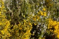 bush plant with yellow flowers and thorns called aliaga, genista scorpius in latin, in front of some bushes called rosemary with