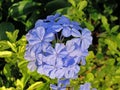 Bush Plumbago auriculata Royalty Free Stock Photo