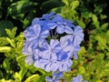 Bush Plumbago auriculata Royalty Free Stock Photo