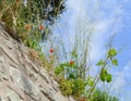 The bush poppies growing on a stone wall the sky background Royalty Free Stock Photo