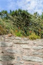 The bush poppies growing on a stone wall the sky background Royalty Free Stock Photo