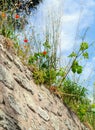 The bush poppies growing on a stone wall the sky background Royalty Free Stock Photo