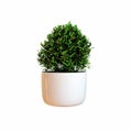 Bush pot Royalty Free Stock Photo