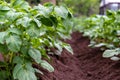 A bush potato plant. Close-up. Focus on the foreground