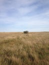 bush in prairie field
