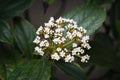 Tiny white flowers bloom on a David Viburnum shrub Royalty Free Stock Photo