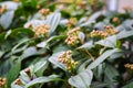 Tiny white flowers bloom on a David Viburnum shrub Royalty Free Stock Photo